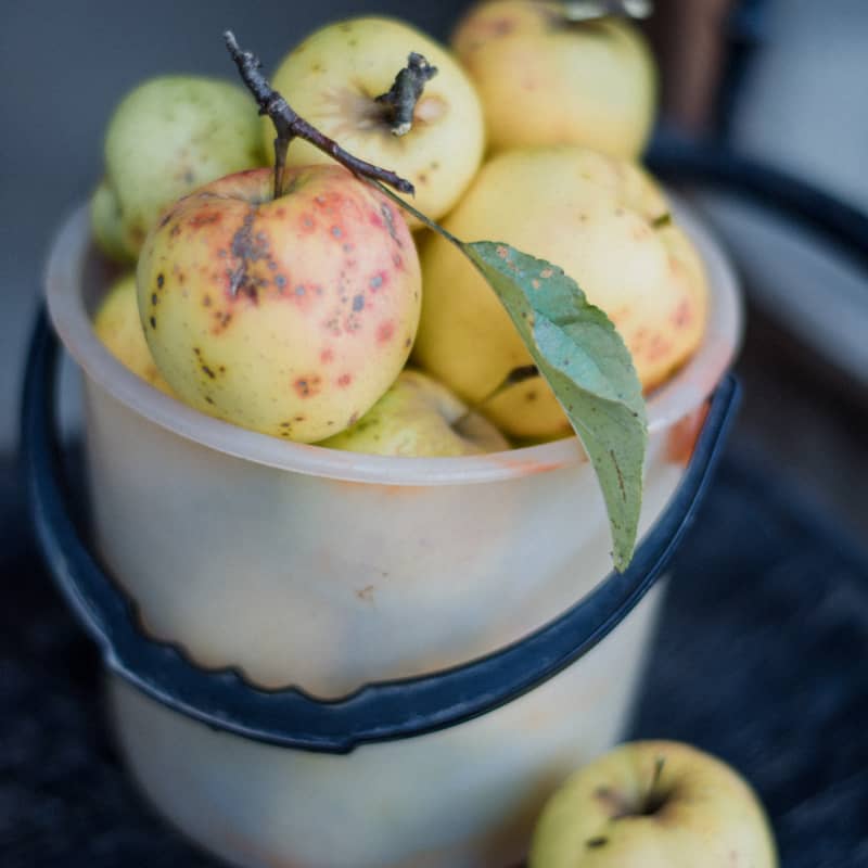 Farm-to-table-48